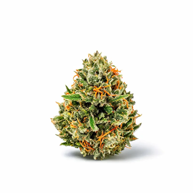 Northern Lights cannabis strain